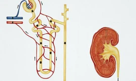  Ảnh minh họa, nguồn: Sina.
