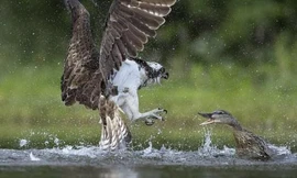 Vịt trời giận dữ đánh chim ưng tơi tả