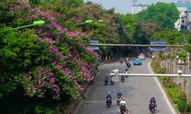 Hàng bằng lăng tím sau một năm di dời khỏi phố Kim Mã