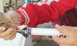 Vựa hải sản bơm rong câu vào tôm sú để... thổi giá