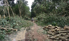 Khu vực lô cao su cô gái bị nhóm thanh niên xẻo tai. Ảnh: Văn Trăm.