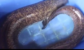 Cá chình to chưa từng thấy được đưa từ Nghệ An ra Hà Nội