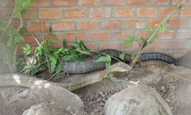 Sáng nay ngành chức năng sẽ đến làm việc với doanh nghiệp đang nuôi cặp rắn hổ mây "khủng" này để xử lí theo đúng quy định pháp luật.