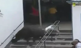 Kinh hoàng bò tót điên cuồng tấn công khán giả