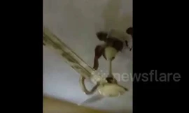 Bị lũ cuốn vào nhà, đôi rắn hổ mang mắc kẹt trên quạt trần