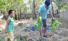Làm giàu nhờ nuôi kỳ nhông cát