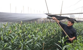 Hà Nội được mùa hoa Tây Tựu