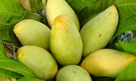 Ảnh minh hoạ: Internet