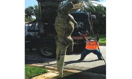 Xác con cá sấu dài 3,4 mét được đưa ra khỏi cống. Ảnh: Facebook.