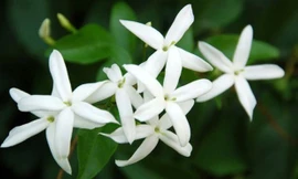 8 loại cây để trong phòng giúp bạn có giấc ngủ ngon