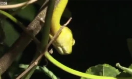 Kinh hãi rắn hoành hành khiến đảo Guam bặt tiếng chim