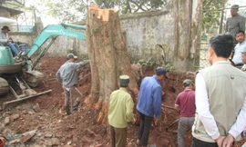 Tận mắt xem đốn hạ, cất 'sưa đỏ trăm tỷ' trong thùng container