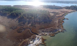 Thủy triều tháng 10/2015 giết chết nhiều cây thông gần Yorktown, Virginia. Ảnh: AP.