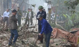 Cộng đồng dân cư thôn Phụ Chính chặt hạ hai cây sưa hồi tháng 1/2019. Ảnh: Gia Chính