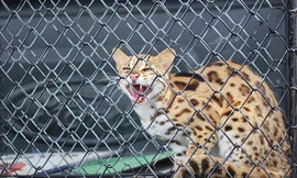 Con mèo rừng quý hiếm vừa được nhà chức trách Hà Tĩnh thả về tự nhiên. Ảnh: Đ.H