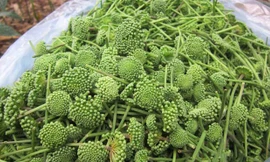 Nụ hoa tam thất bao tử có giá 500.000 đồng/kg. Ảnh: Châu Anh.