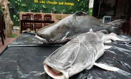Cá lăng nặng 86 kg, còn cá tra dầu nặng 163 kg
