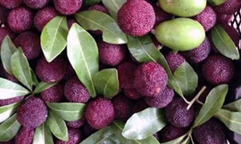 Quả thanh mai rừng đang cực 'sốt' có tốt cho sức khỏe?