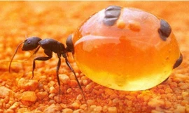Kiến mật có chiếc bụng to bằng một quả nho. Ảnh: Strange Animals.