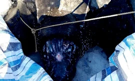 Rùa da quý hiếm 300 kg mắc lưới ngư dân gần đảo Lý Sơn