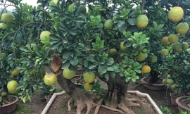 Cây bưởi cảnh được trồng trong chậu được rao bán với giá 40 triệu đồng. Ảnh: Minh Chính. 