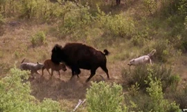 Bò rừng một mình chống lại cả bầy sói để bảo vệ con