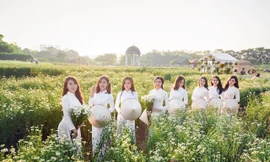 Nữ sinh Hà Nội khoe sắc bên cúc hoạ mi