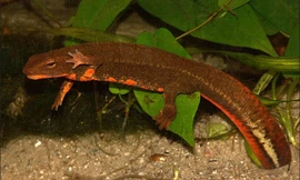 Điều bất ngờ thú vị loài tắc kè nước chỉ có ở Việt Nam