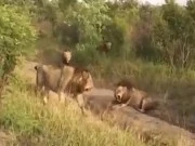 Sư tử già nhận kết đắng khi bon chen vào lãnh thổ sư tử trẻ