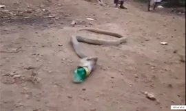 Hổ mang chúa quằn quại nôn ra chai nhựa ở Ấn Độ