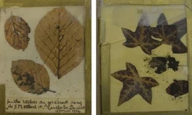 Lá cây, vật chứng thu được tại hiện trường vua Albert I tử nạn. Ảnh: Maarten Larmuseau