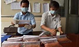 Cơ quan chức năng kiểm tra chất lượng ớt bột khô