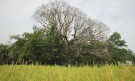 Cây sưa có tán rộng khoảng 500 m2, đường kính đoạn to nhất 4 m, 3 người ôm không xuể. Ảnh: Sơn Thủy