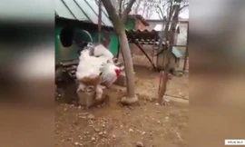 Vua gà gần 5 kg ở Kosovo gây sốt mạng xã hội