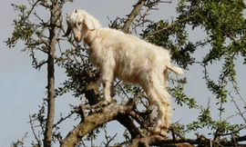 Một con dê đang tìm thực phẩm (lá và quả) trên cây Argan. Ảnh: Cuno de Boer/flickr