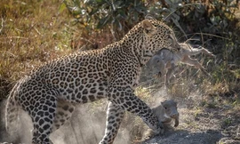 Báo non chọn lợn rừng mới sinh làm con mồi cho chuyến đi săn đầu tiên của mình.