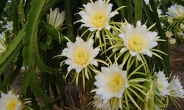 Thời gian gần đây, dư luận tỉnh Bình Thuận xôn xao việc các thương lái thu mua bông thanh long trước khi nở 1 ngày với giá từ 2.700 – 3.500 đồng/kg mà đầu nậu là người Trung Quốc.