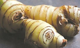 Bài thuốc từ củ riềng chữa nhiều bệnh 