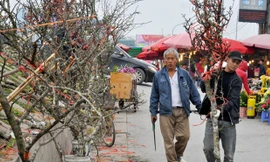 Lê rừng đẹp lung linh 'đổ bộ' xuống phố hút khách chơi hoa