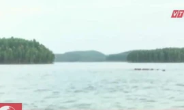 Độc đáo nuôi bò dưới nước ở hồ Thác Bà