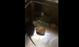 Chàng trai nuôi chuột như thú cưng