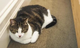 Chú mèo bị đổ tội vì việc cản trở việc đi học của cô chủ