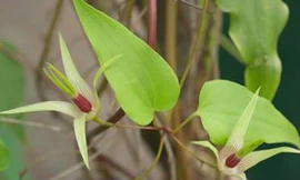 Bách bộ trị ho, nhuận phổi