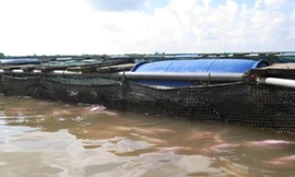 Một gia đình nuôi cá trên sông Hồng ở Thái Bình