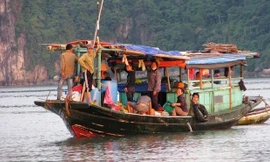 Đằm mình săn ốc biển ở Quảng Ninh