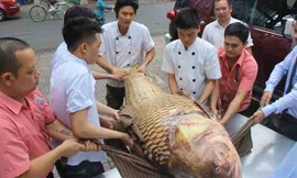 Con cá hô “khủng” có chiều dài hơn 1,5m, phải huy động nhiều người mới nhấc được.