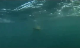 Cá mập bám theo người 3km trên vùng biển Mỹ