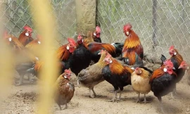 Gà rừng tai trắng giá triệu đồng mỗi con ở Hà Nội