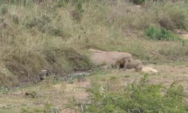 Sư tử rượt đuổi linh dương trên đồng cỏ