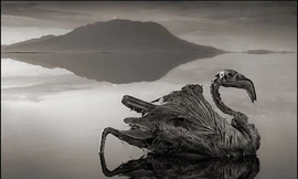 Sự thật kinh dị hồ nước ma quái hóa đá động vật